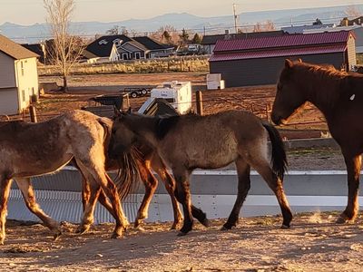 Unhandled colts and fillies