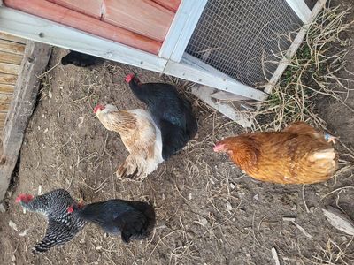 4 Laying Hens for Sale