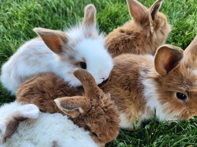 Fluffy and Curly cutest bunnies