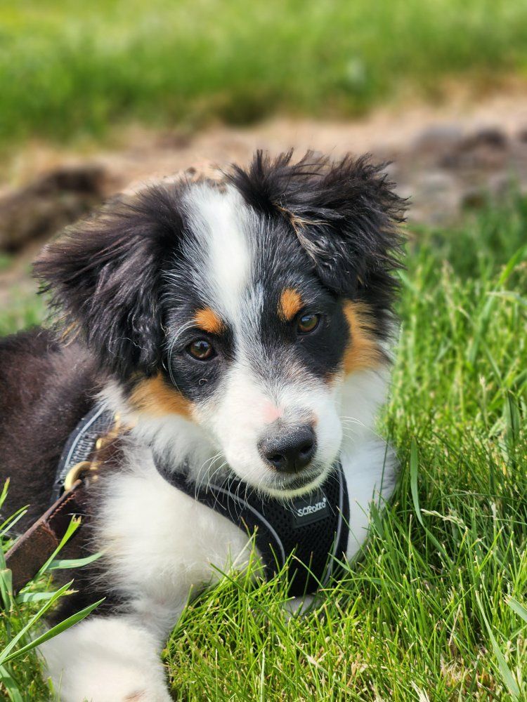 ASDR Toy Aussie/Australian shepherd