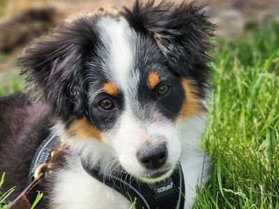 ASDR Toy Aussie/Australian shepherd