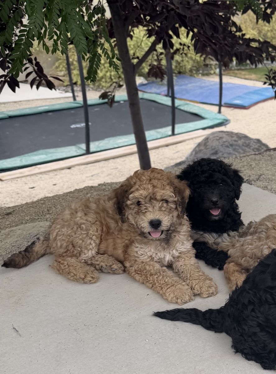Non-shedding, hypoallergenic mix breed, momma cockapoo & daddy bernadoodle.