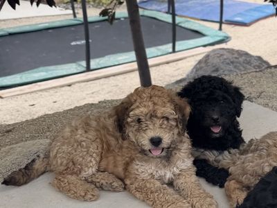 Non-shedding, hypoallergenic mix breed, momma cockapoo & daddy bernadoodle.