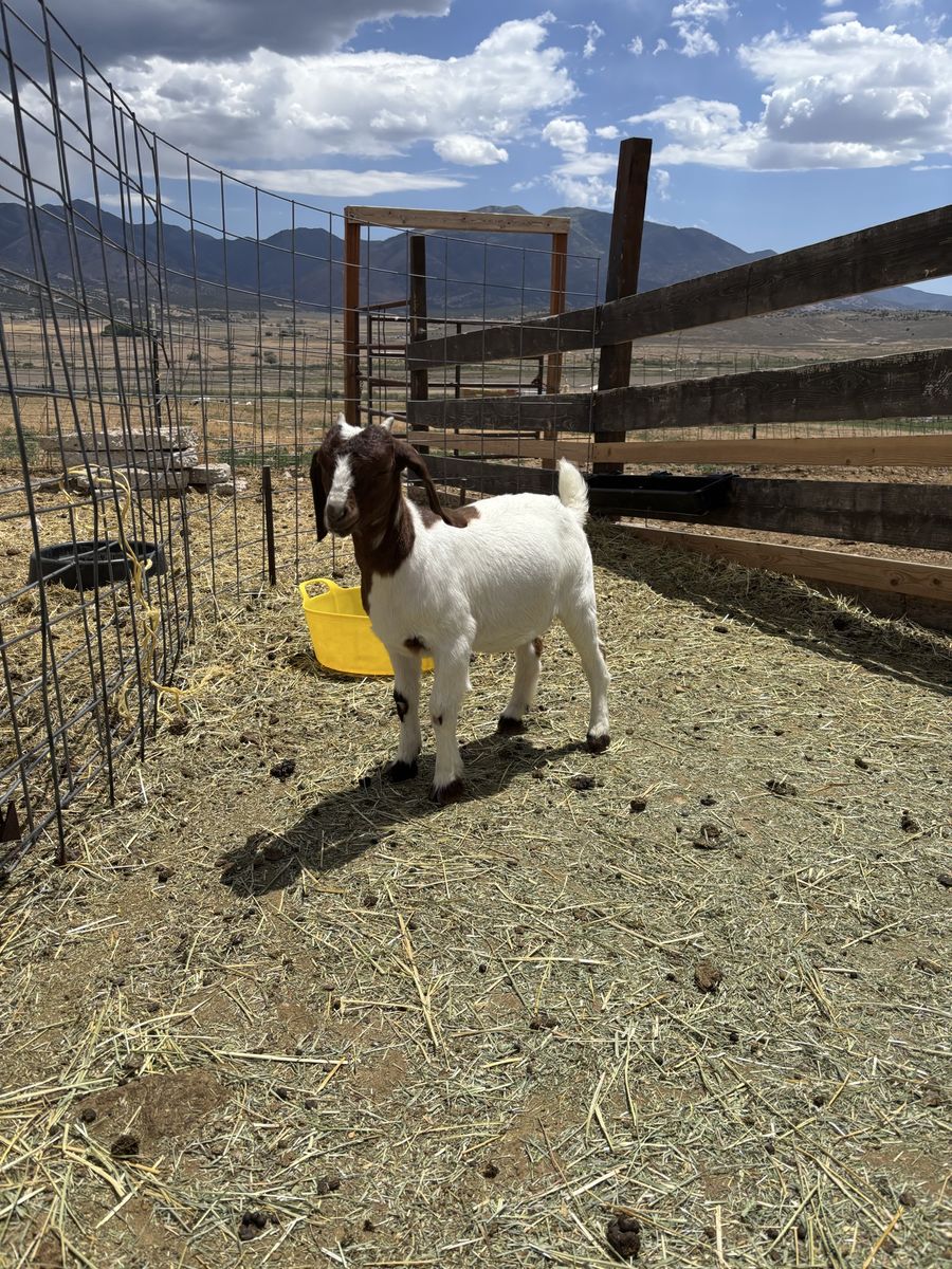 Doe Boer Goat