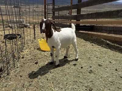 Doe Boer Goat