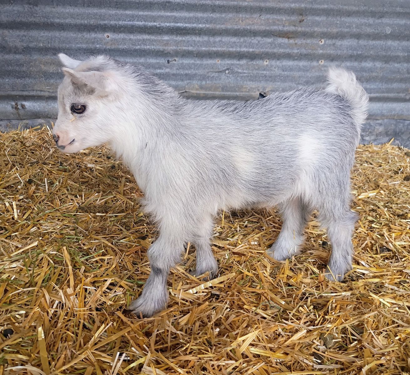 ADGA Nigerian Dwarf Buckling