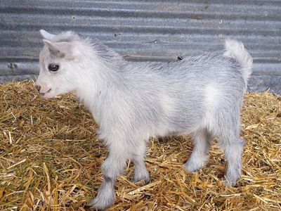 ADGA Nigerian Dwarf Buckling