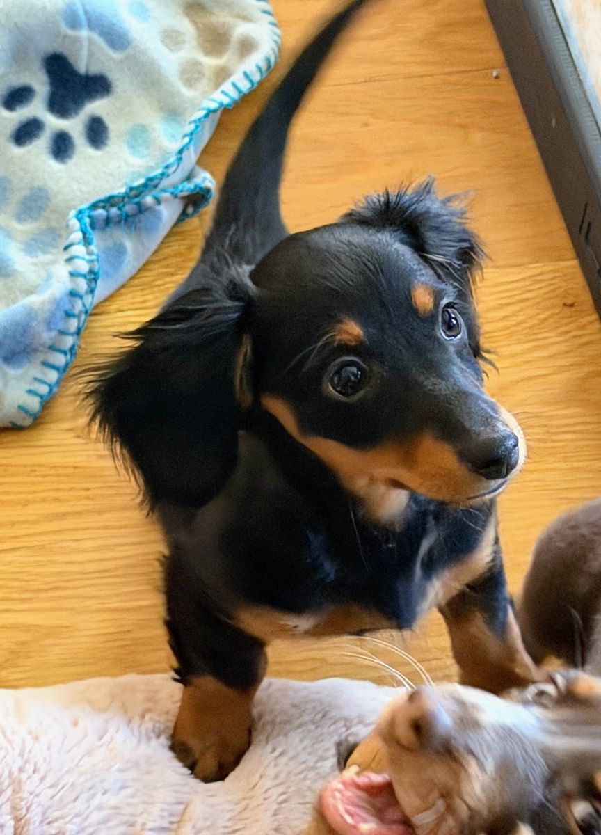 Mini Dachshund Puppy - Girl: Darla