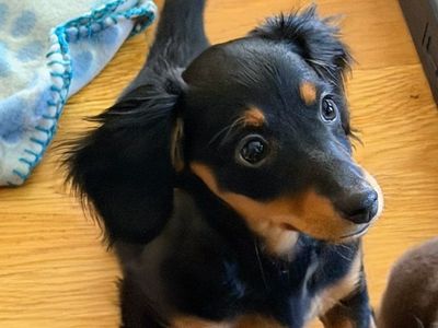 Mini Dachshund Puppy - Girl: Darla