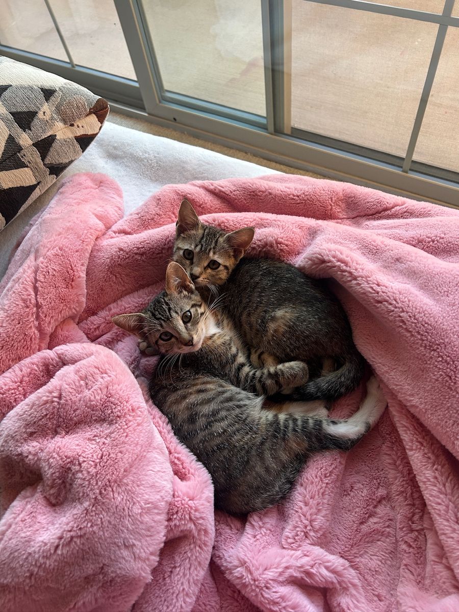 2 Bonded Kittens