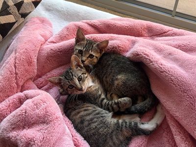 2 Bonded Kittens