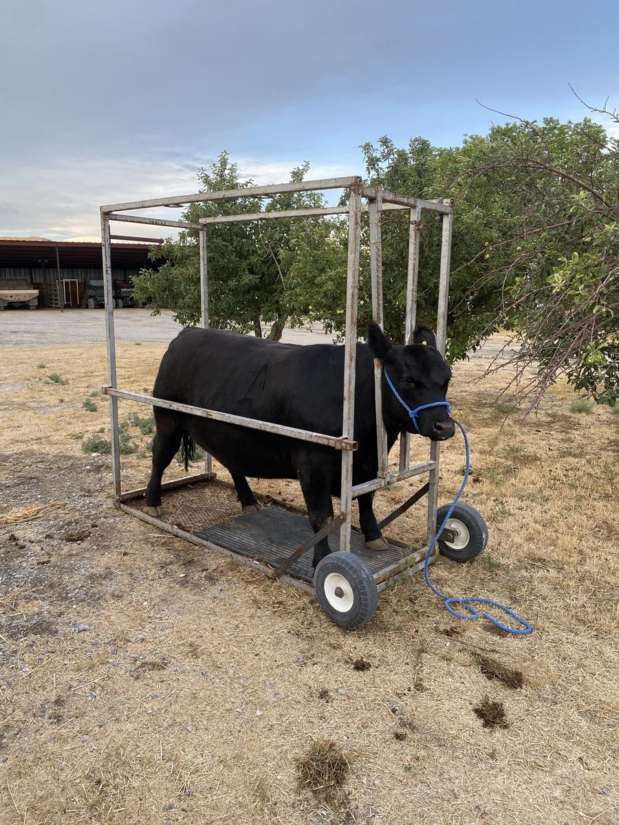 Show Steer fitting chute
