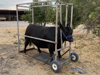 Show Steer fitting chute