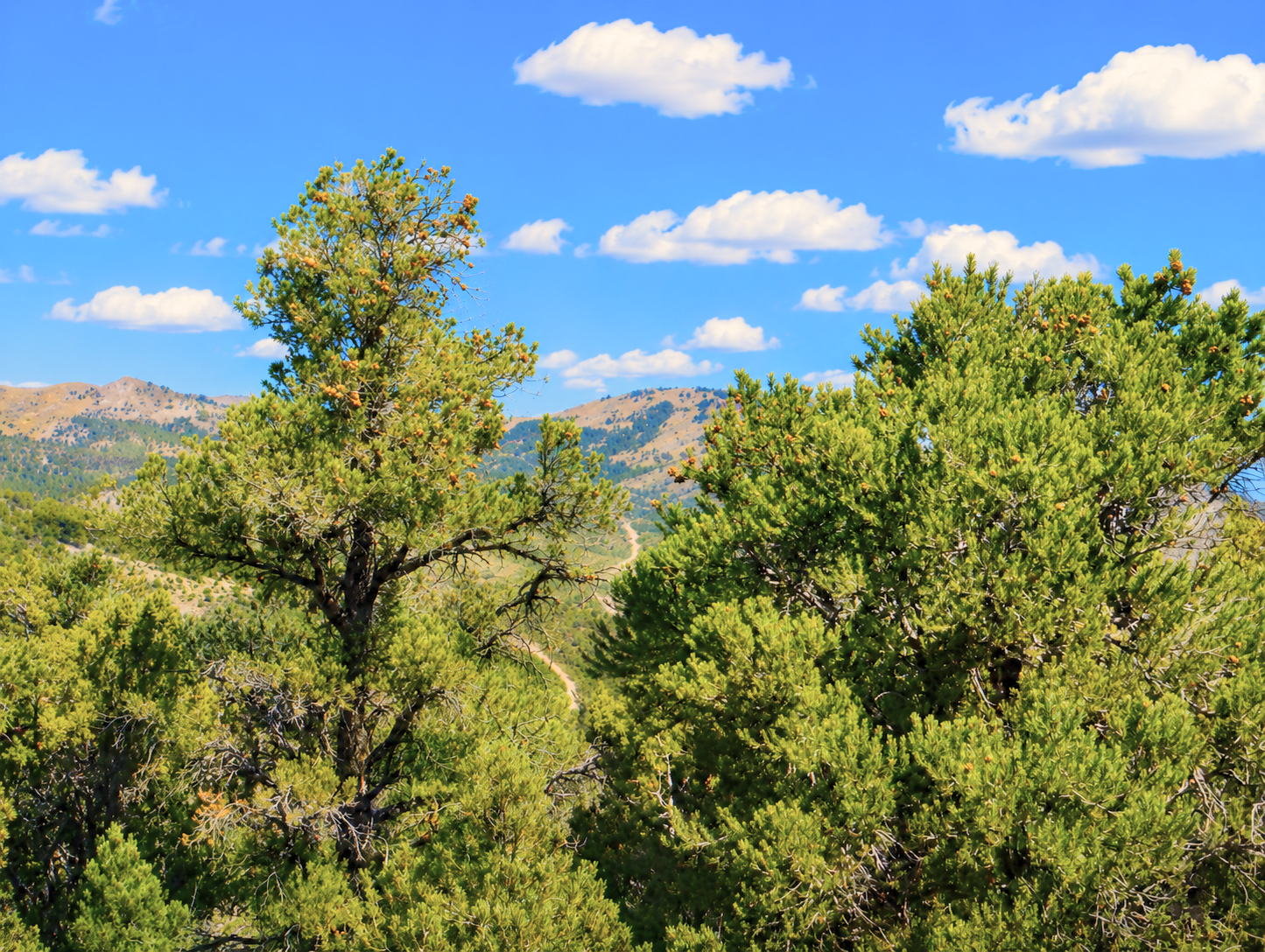 The Ultimate Hunting Basecamp: 10 Acres Bordering BLM!