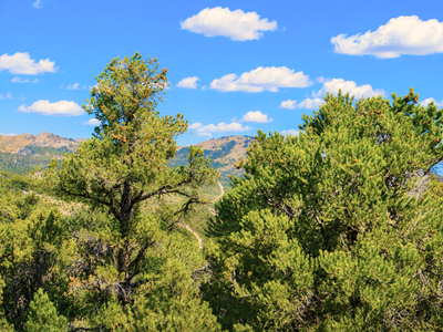 The Ultimate Hunting Basecamp: 10 Acres Bordering BLM!