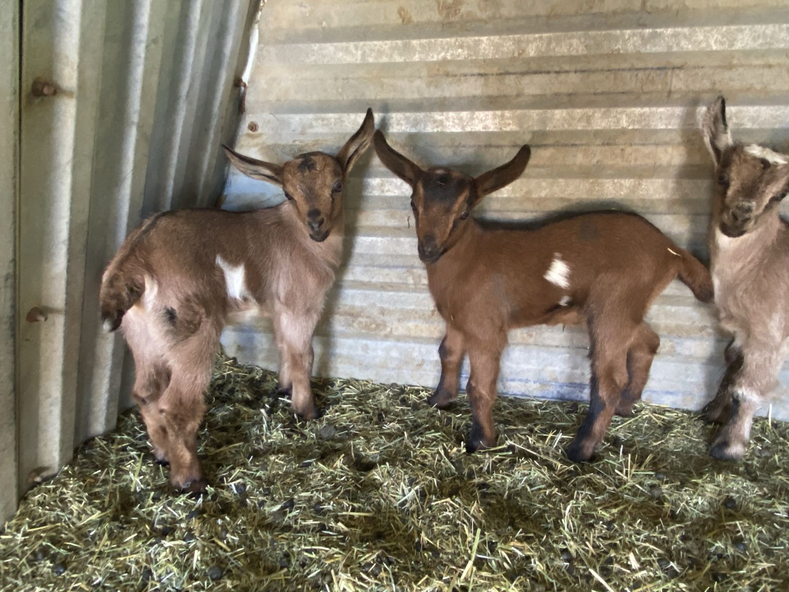 Nubian/Nigerian Dwarf Buckling bottle babies