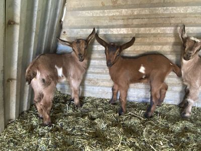 Nubian/Nigerian Dwarf Buckling bottle babies