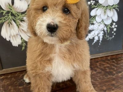 Reduce Price! Mini Goldendoodle Girl Ready Now