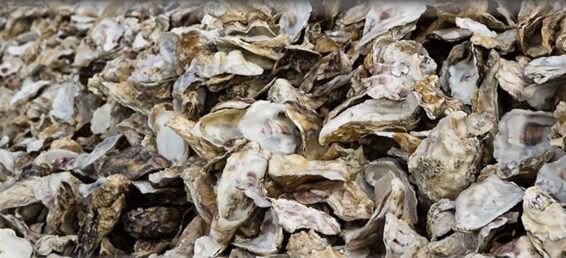 OysterShellCalcium 4LayingHens Crushed&Sifted-1/8