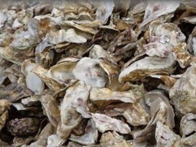 OysterShellCalcium 4LayingHens Crushed&Sifted-1/8