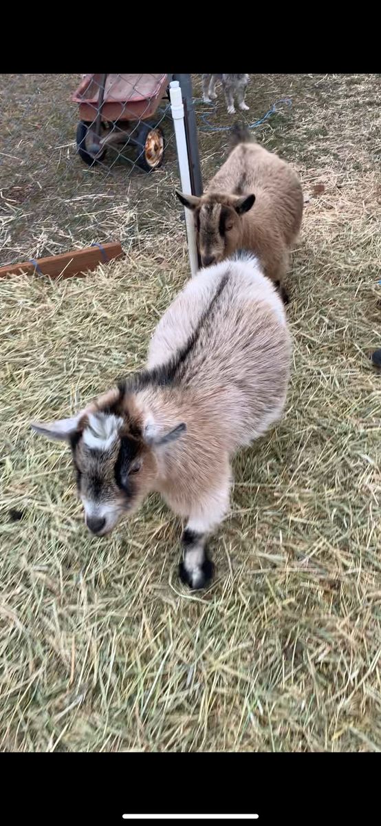 Registered Pygmy doe
