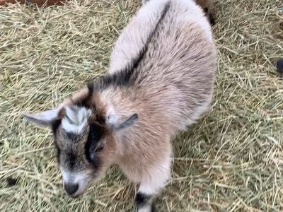 Registered Pygmy doe