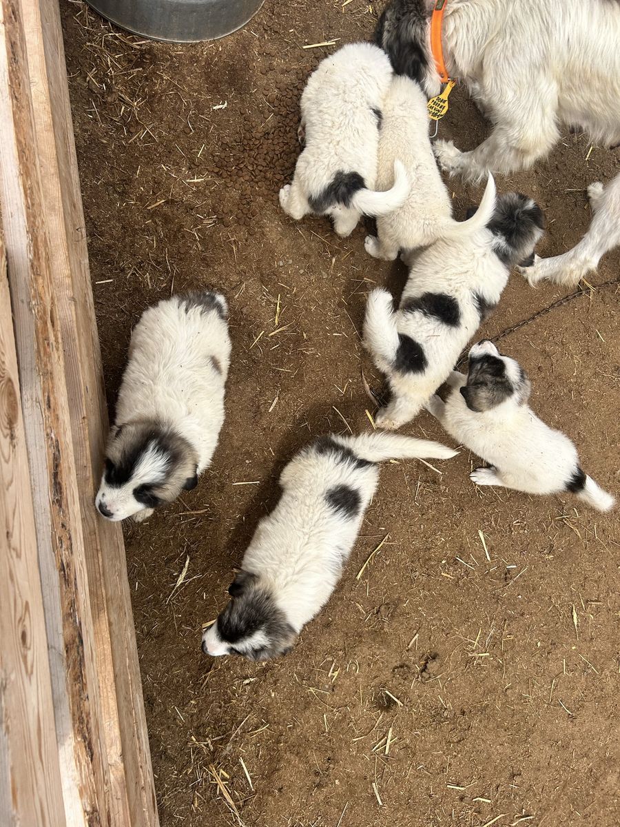 Livestock Guardian Dogs