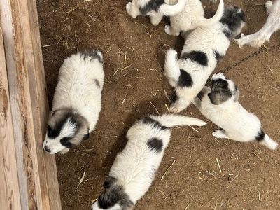 Livestock Guardian Dogs