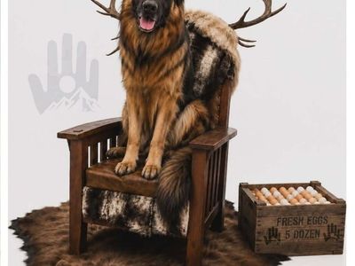 German Shepherd Long Hair