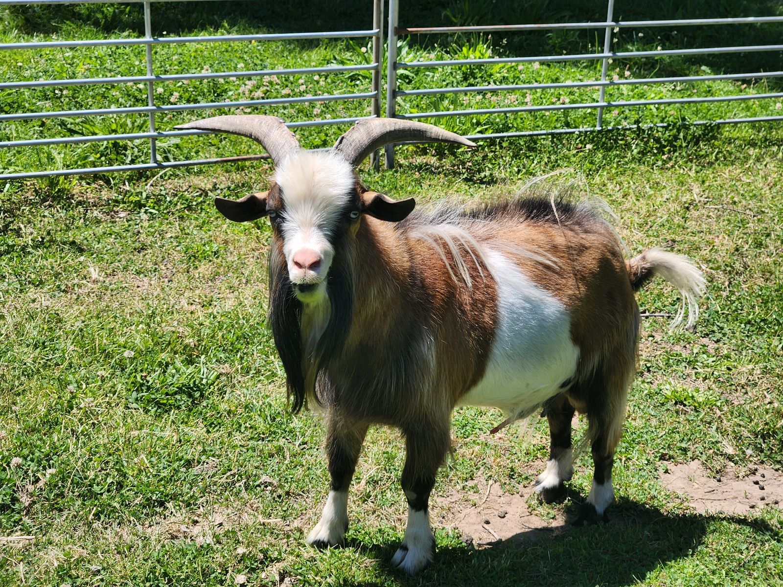 Goat Studs for Rent