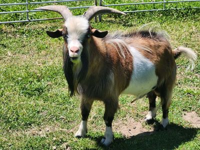 Goat Studs for Rent