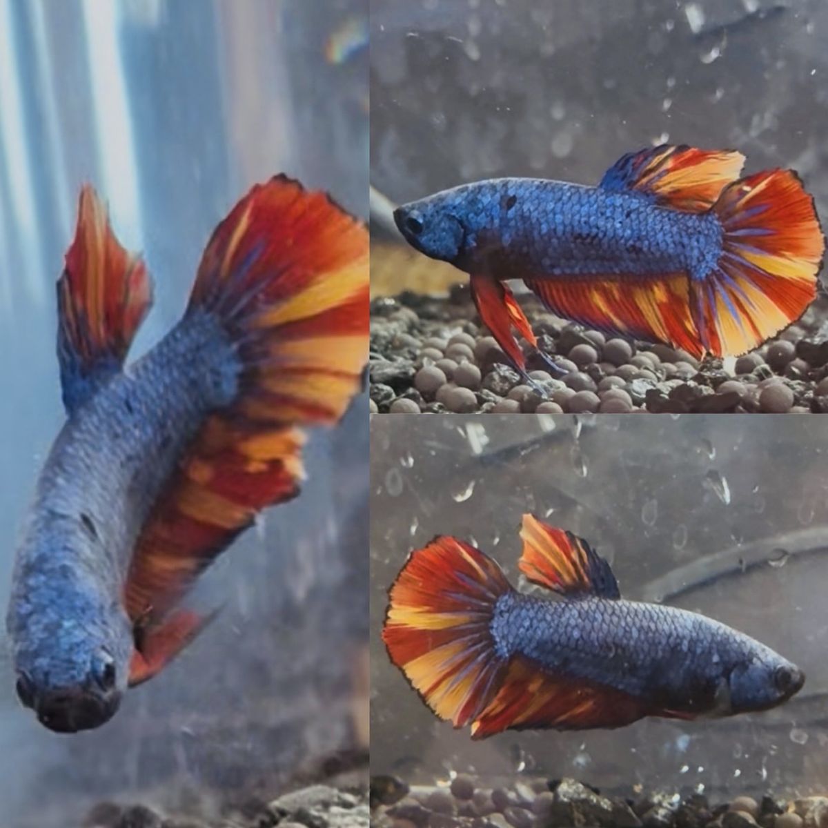 3" Blue Nemo Fire Betta Giant