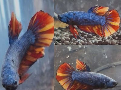 3" Blue Nemo Fire Betta Giant