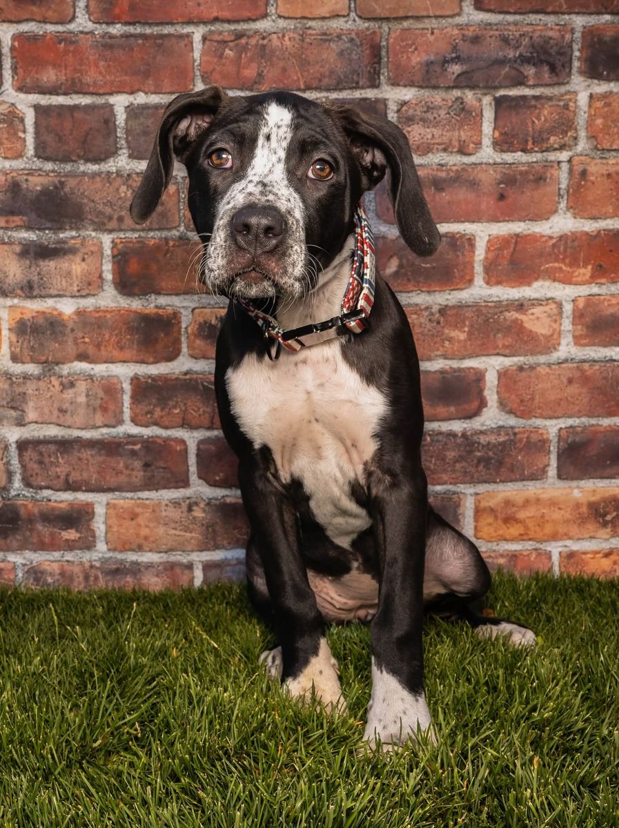 Pitbull Mix Puppies