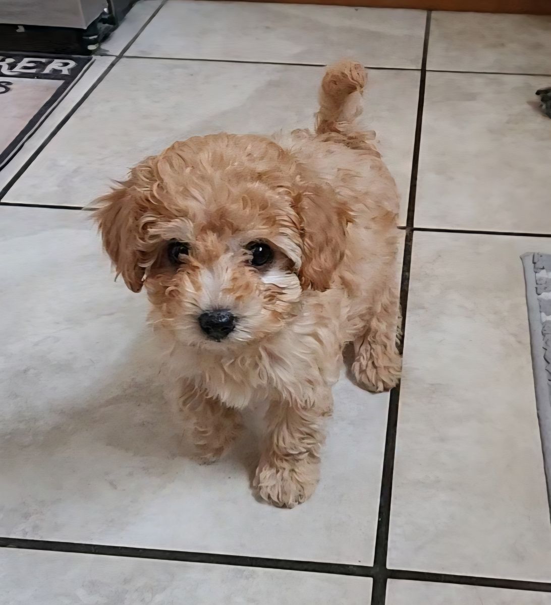 13‑Week‑Old Female Toy Poodle — $800