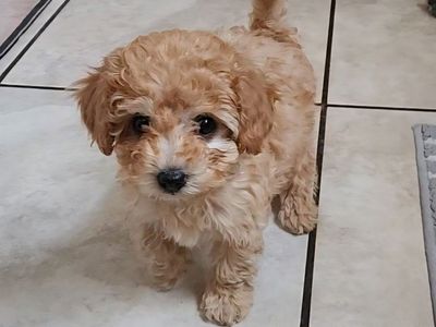 13‑Week‑Old Female Toy Poodle — $800