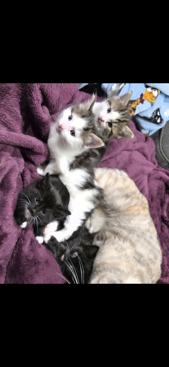 Kittens