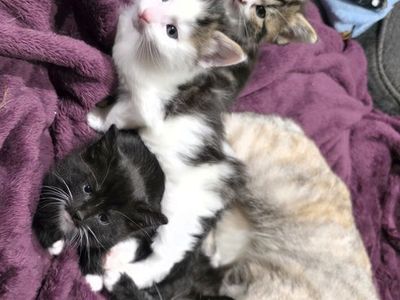 Kittens