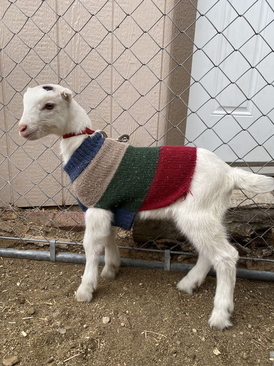 Friendly and Fun Saanen/LaMancha Wether Goat Kid, Bottle Baby