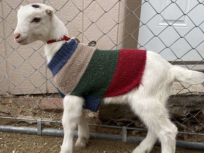Friendly and Fun Saanen/LaMancha Wether Goat Kid, Bottle Baby