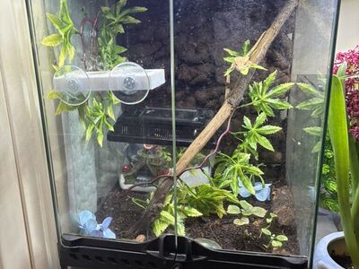 Bioactive Terarium