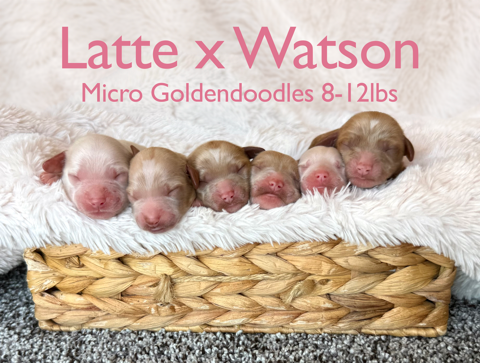 Micro Goldendoodle Puppies 8-12lbs Shots/Vet ck/microchip/guarantee Ready 8/24!