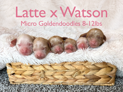 Micro Goldendoodle Puppies 8-12lbs Shots/Vet ck/microchip/guarantee Ready 8/24!
