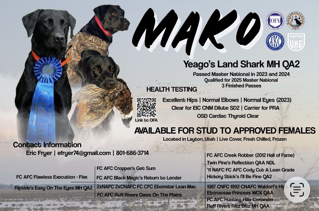 Master Titled Black Lab at Stud