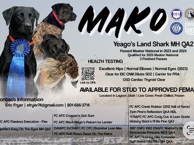 Master Titled Black Lab at Stud