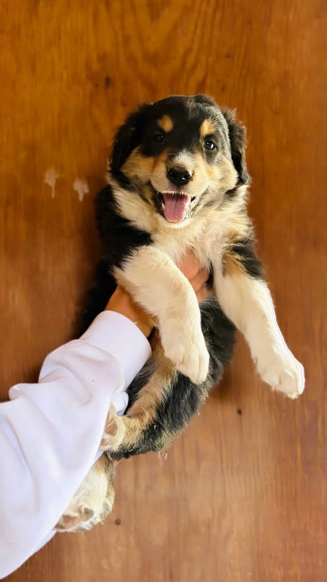 Boarder Collie Puppies