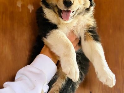 Boarder Collie Puppies