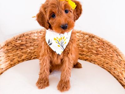 Liberty - Female Multigen Mini Goldendoodle Girl Golden Doodle Ready Now