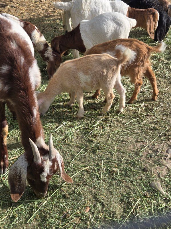 Nigerian dwarf kids sale/trade PAIR
