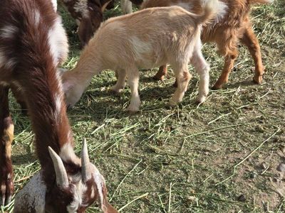Nigerian dwarf kids sale/trade PAIR